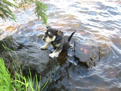 Eddie enjoyed running wild and exploring.  