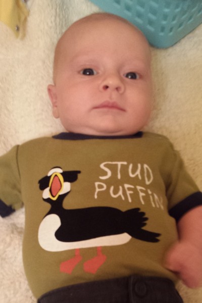 Stud Puffin.  