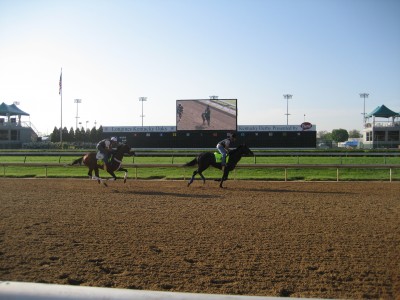 Derby horses